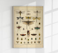 Insects by Oken Poster – Scientific Illustration — Ansicht 1
