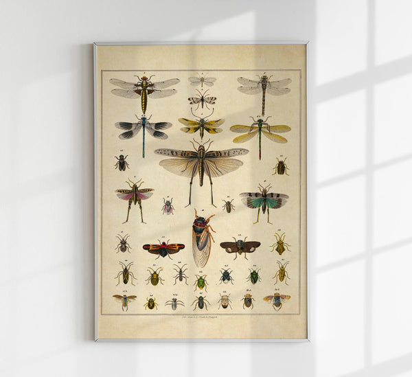 Insects by Oken Poster – Scientific Illustration