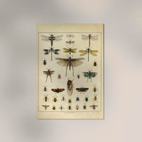 Insects by Oken Poster – Scientific Illustration — Ansicht 2