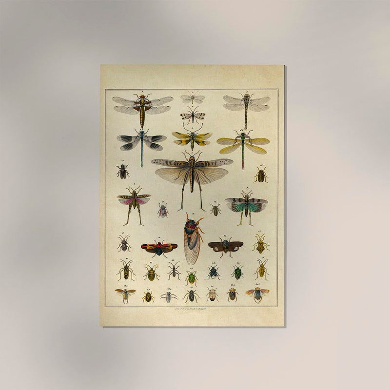Insects by Oken Poster – Scientific Illustration — Ansicht 2