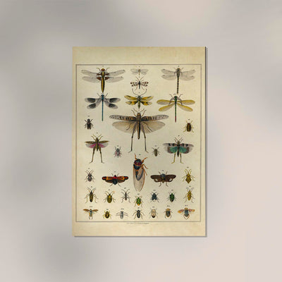Insects by Oken Poster – Scientific Illustration