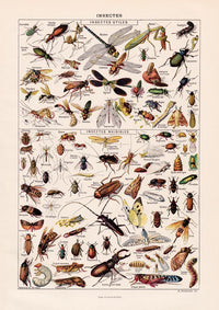 Insects Chart Larousse Poster – wissenschaftliche Insekten-Illustration — Ansicht 3