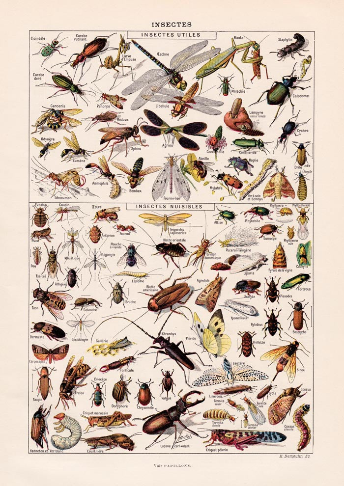 Insects Chart Larousse Poster – wissenschaftliche Insekten-Illustration — Ansicht 3