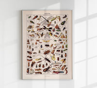 Insects Chart Larousse Poster – wissenschaftliche Insekten-Illustration — Ansicht 1