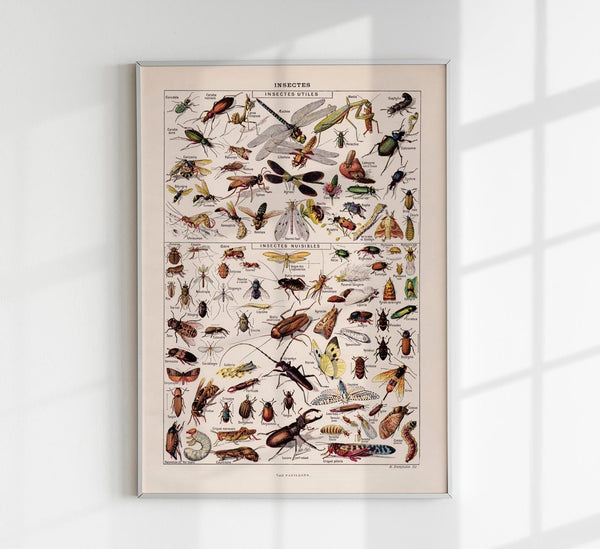Insects Chart Larousse Poster – wissenschaftliche Insekten-Illustration