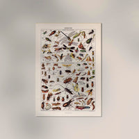 Insects Chart Larousse Poster – wissenschaftliche Insekten-Illustration — Ansicht 2