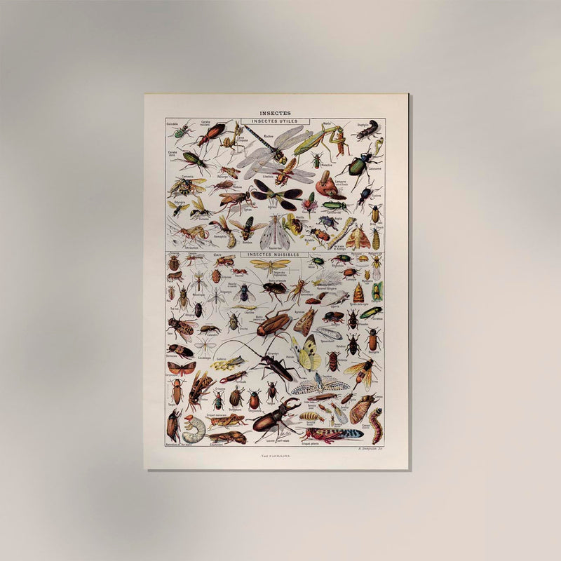 Insects Chart Larousse Poster – wissenschaftliche Insekten-Illustration — Ansicht 2