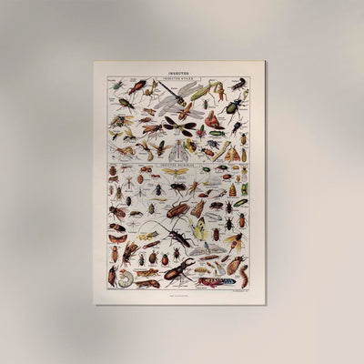 Insects Chart Larousse Poster – wissenschaftliche Insekten-Illustration