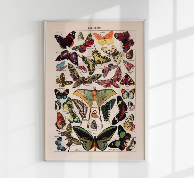 Papillons Chart Larousse Poster – Butterflies Art Print — Patroa Studio