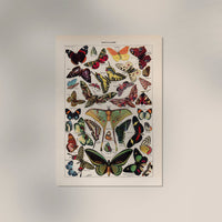 Papillons Chart Larousse Poster – Butterflies Art Print — Ansicht 3