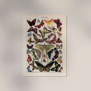 Papillons Chart Larousse Poster