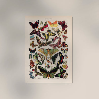 Papillons Chart Larousse Poster – Butterflies Art Print