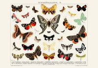 Butterfly II Poster – Lithographic Art Print — Ansicht 3