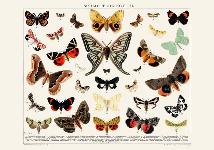 Butterfly II Poster – Lithographic Art Print — Ansicht 3