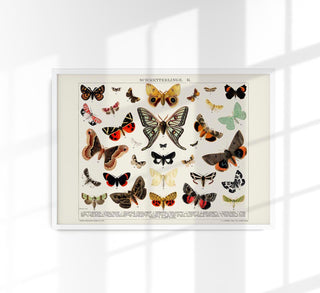 Butterfly II Poster – Lithographie-Kunstdruck