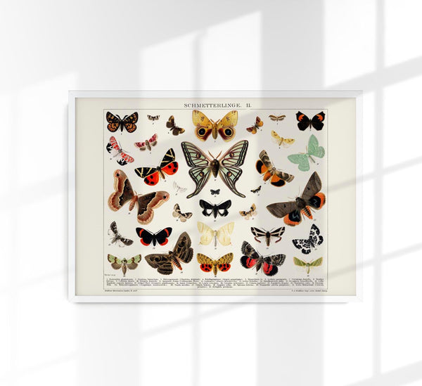 Butterfly II Poster – Lithographic Art Print