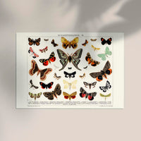 Butterfly II Poster – Lithographic Art Print — Ansicht 2