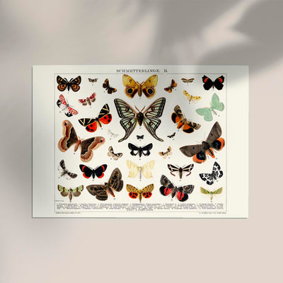Butterfly II Poster – Lithographic Art Print