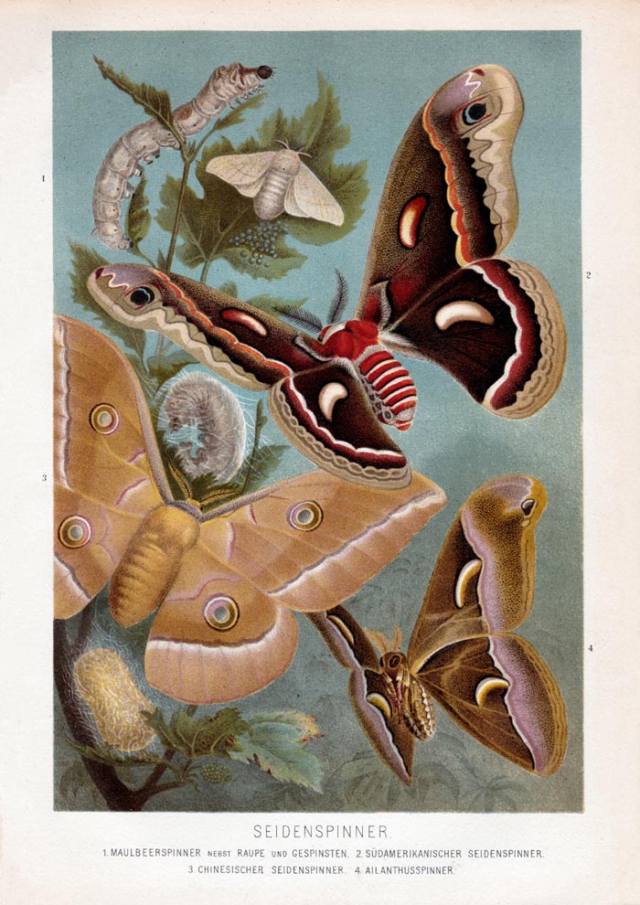 Golden Silk Moths Poster – Archival paper, Berlin — Ansicht 3