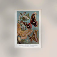 Golden Silk Moths Poster – Archival paper, Berlin — Ansicht 2
