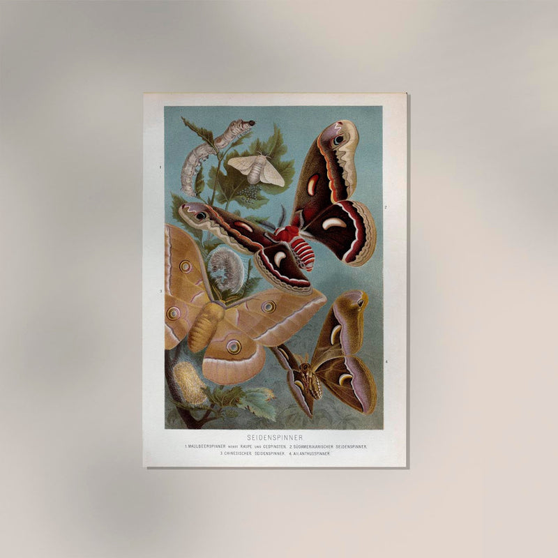 Golden Silk Moths Poster – Archival paper, Berlin — Ansicht 2