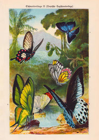 Tropical Butterfly II Poster – Chromolithographie Kunstdruck — Ansicht 3