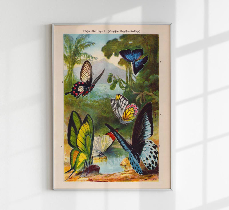 Tropical Butterfly II Poster – Chromolithographie Kunstdruck — Patroa Studio