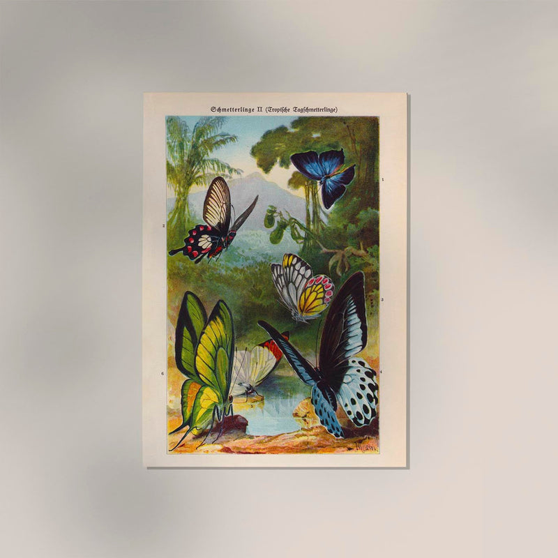 Tropical Butterfly II Poster – Chromolithographie Kunstdruck — Ansicht 2