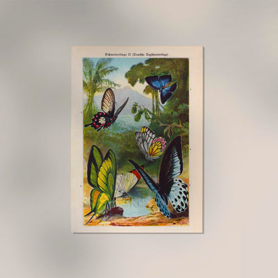 Tropical Butterfly II Poster – Chromolithographie Kunstdruck