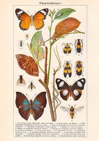 Insects with Camouflage I Poster – Chromolithographie von Patroa Studio — Ansicht 3