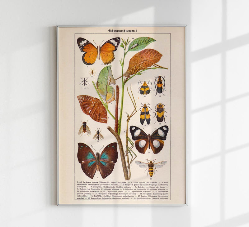Insects with Camouflage I Poster – Chromolithographie von Patroa Studio — Patroa Studio