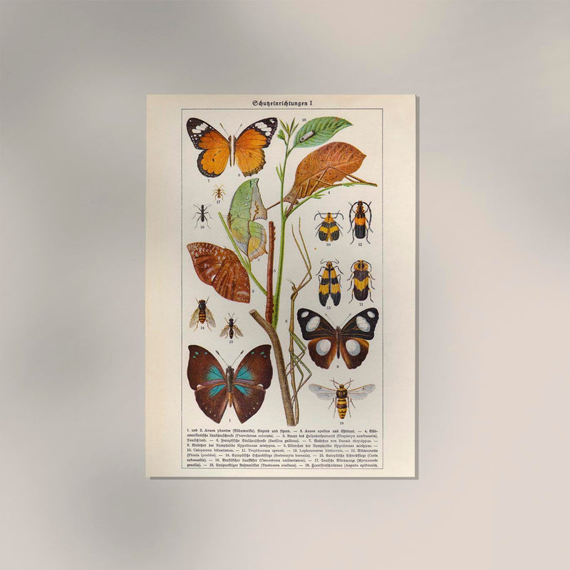Insects with Camouflage I Poster – Chromolithographie von Patroa Studio — Ansicht 2