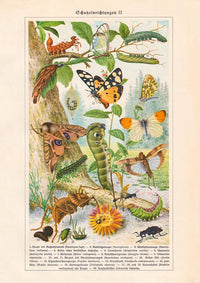 Insects with Camouflage II Poster – Naturwissenschaftliche Chromolithographie — Ansicht 3