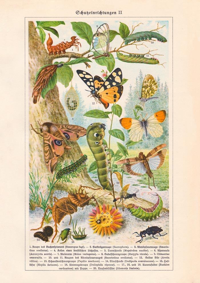 Insects with Camouflage II Poster – Naturwissenschaftliche Chromolithographie — Ansicht 3