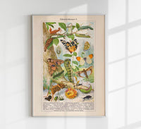 Insects with Camouflage II Poster – Naturwissenschaftliche Chromolithographie — Ansicht 1