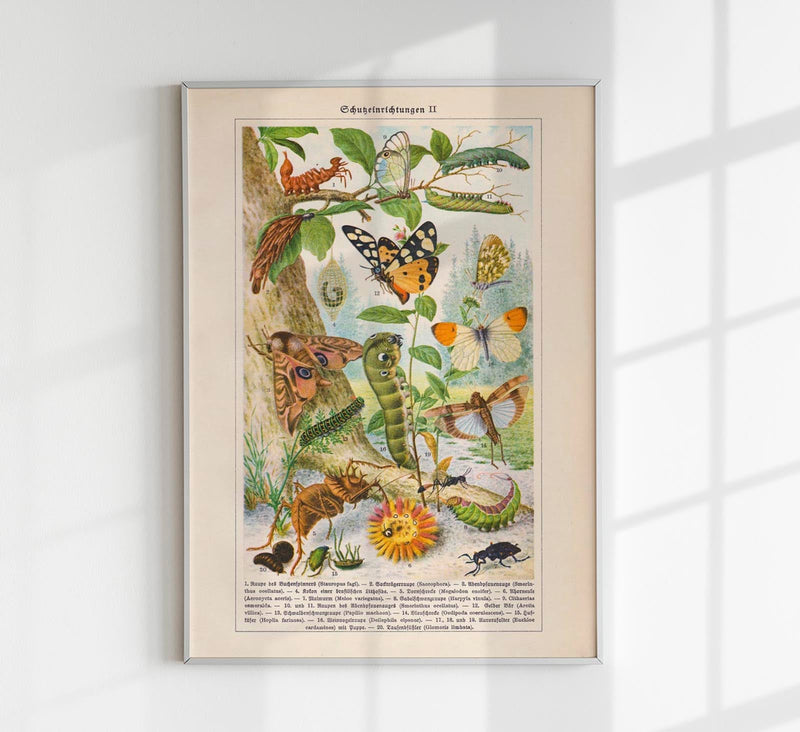 Insects with Camouflage II Poster – Naturwissenschaftliche Chromolithographie — Patroa Studio