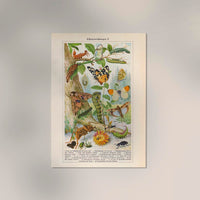 Insects with Camouflage II Poster – Naturwissenschaftliche Chromolithographie — Ansicht 2