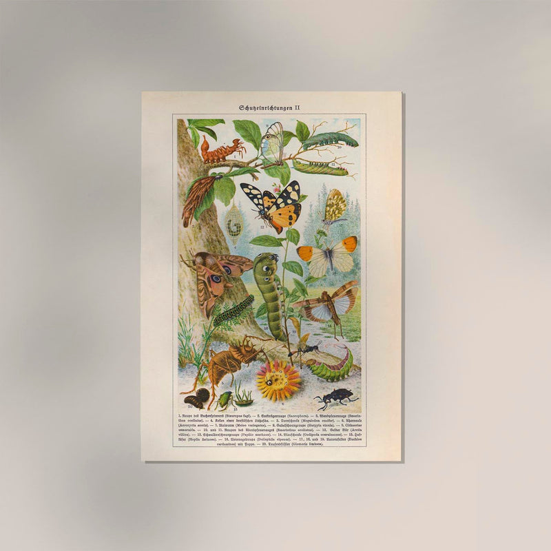 Insects with Camouflage II Poster – Naturwissenschaftliche Chromolithographie — Ansicht 2