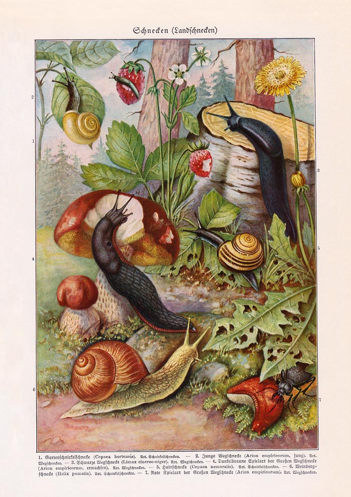 Vintage Snail Poster – Archivdruck Berlin — Ansicht 3