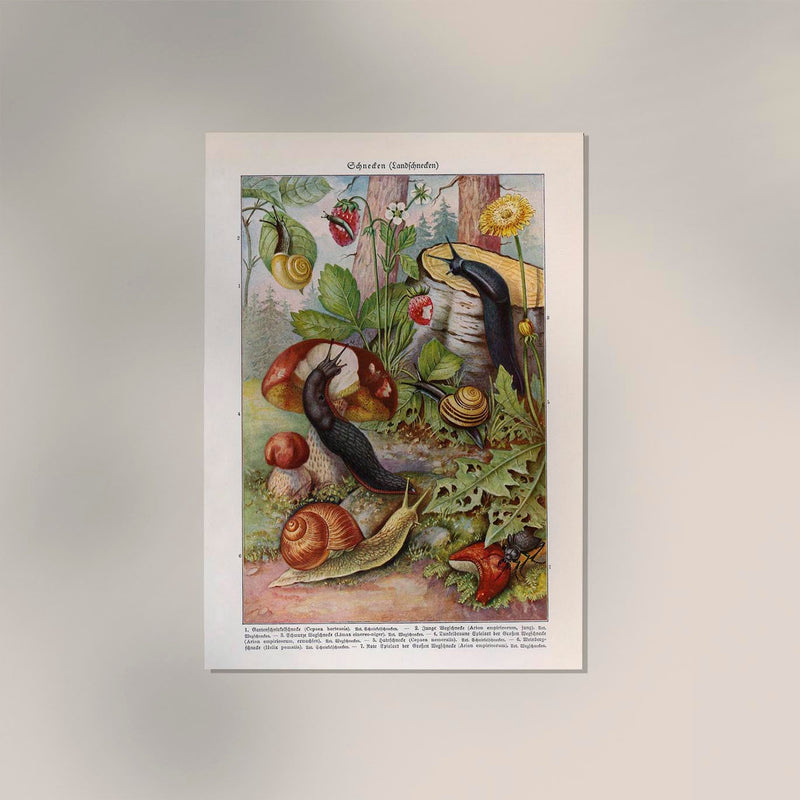 Vintage Snail Poster – Archivdruck Berlin — Ansicht 2