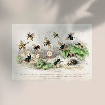 Honey Bee Poster - UV-resistant art print, handmade lithograph