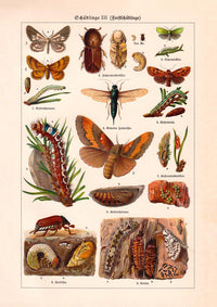 Plant Pests III Poster – Chromolithographie wissenschaftliche Illustration — Ansicht 3