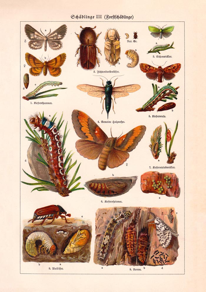 Plant Pests III Poster – Chromolithographie wissenschaftliche Illustration — Ansicht 3