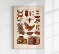 Plant Pests III Poster – Chromolithographie wissenschaftliche Illustration — Ansicht 1