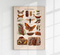 Plant Pests III Poster – Chromolithographie wissenschaftliche Illustration