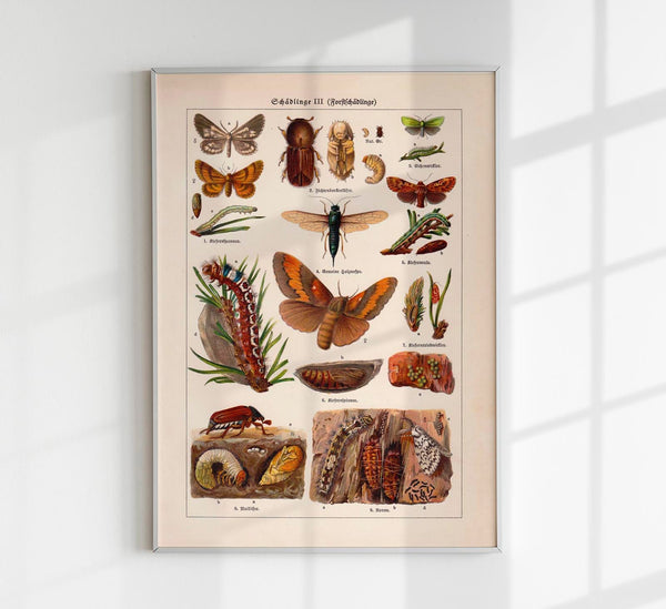 Plant Pests III Poster – Chromolithograph scientific illustration