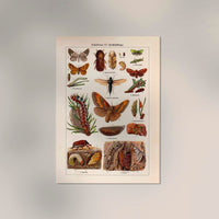 Plant Pests III Poster – Chromolithographie wissenschaftliche Illustration — Ansicht 2