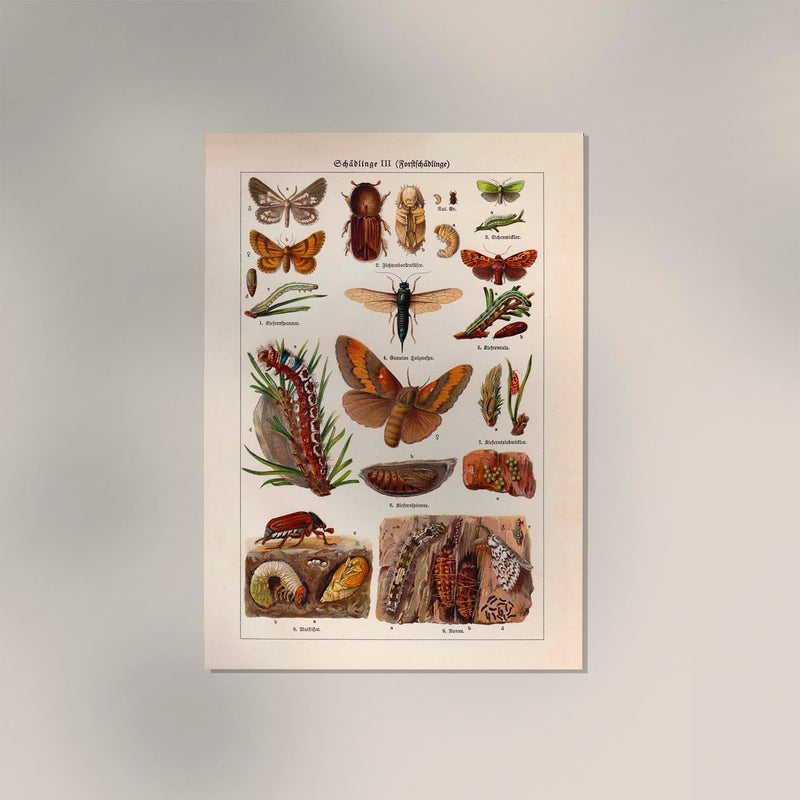 Plant Pests III Poster – Chromolithographie wissenschaftliche Illustration — Ansicht 2
