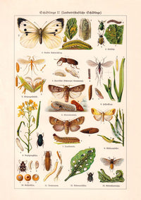 Plant Pests II Poster – Naturwissenschaftliche Illustration — Ansicht 3