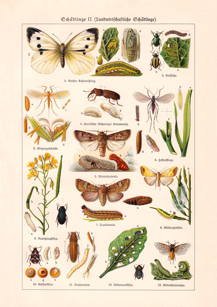 Plant Pests II Poster – Naturwissenschaftliche Illustration — Ansicht 3
